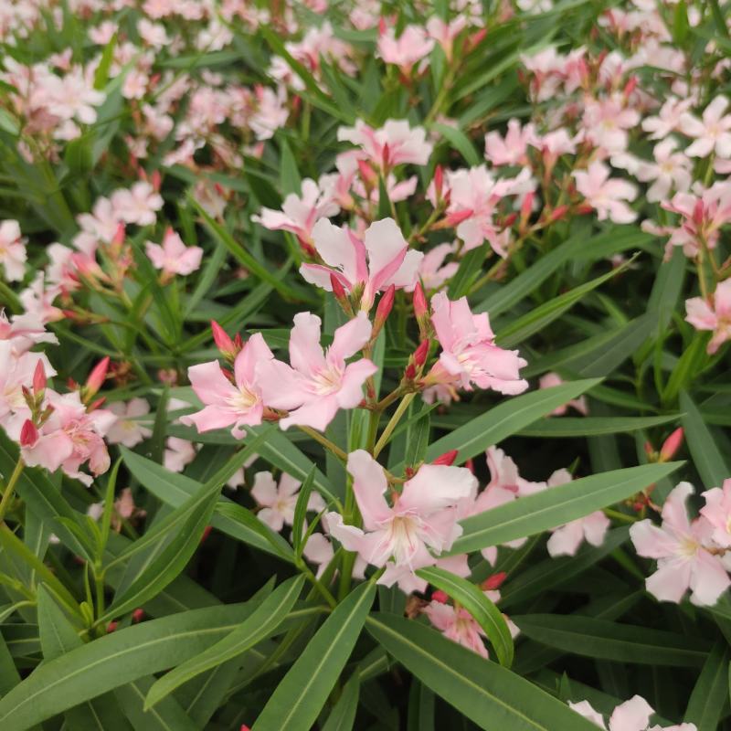 2304花圃供应粉花夹竹桃40-60cm高杯苗绿