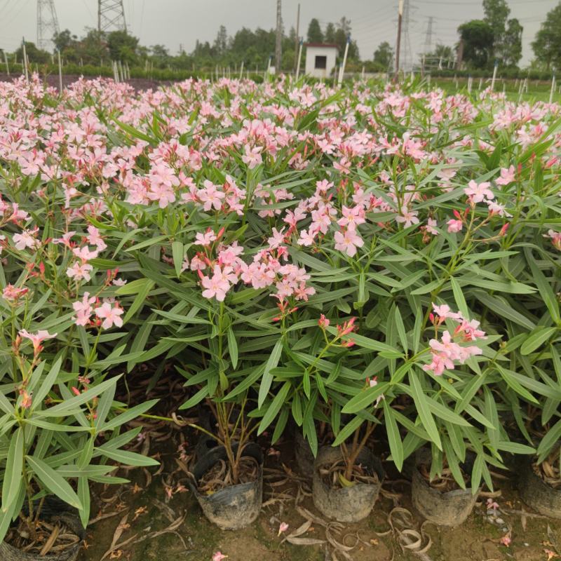 2304花圃供应粉花夹竹桃40-60cm高杯苗绿