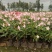 2304花圃供应粉花夹竹桃40-60cm高杯苗绿