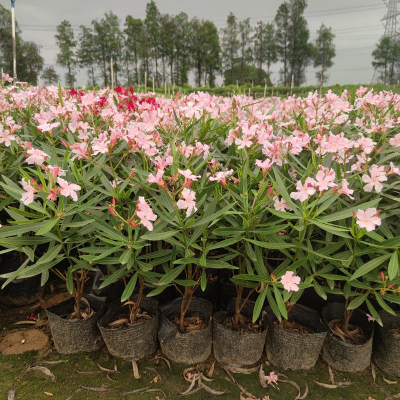 2304花圃供应粉花夹竹桃40-60cm高杯苗绿