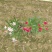 2304花圃供应粉花夹竹桃40-60cm高杯苗绿