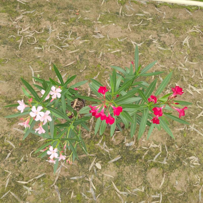 2304花圃供应粉花夹竹桃40-60cm高杯苗绿