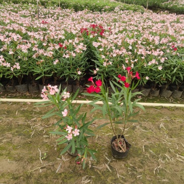 2304花圃供应粉花夹竹桃40-60cm高杯苗绿
