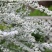 重瓣雪柳耐低温-20°可用于园艺绿化工程全国都可发货
