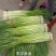 红帽蒜苔长度60-80干苔不泡水，对接.电商可视频看货
