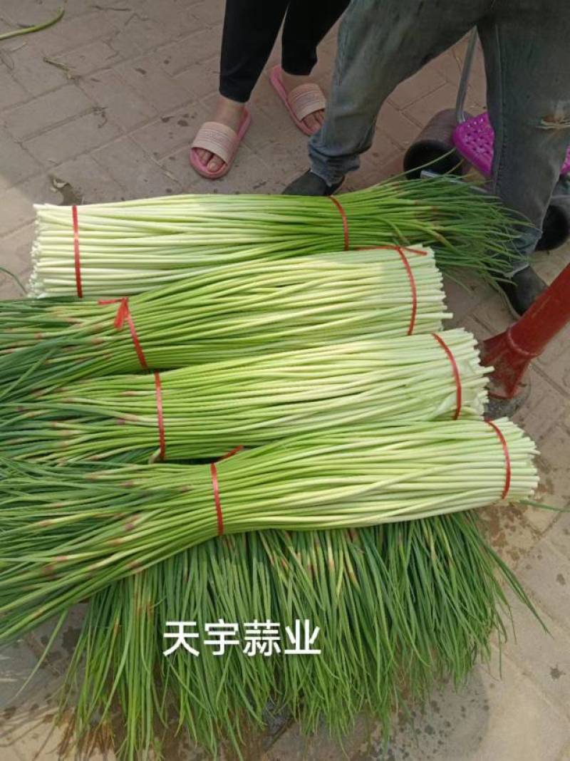 红帽蒜苔长度60-80干苔不泡水，对接.电商可视频看货