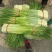 红帽蒜苔长度60-80干苔不泡水，对接.电商可视频看货