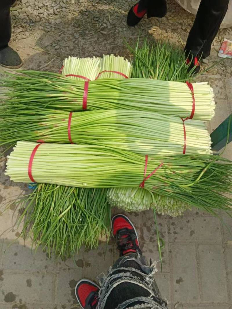 红帽蒜苔长度60-80干苔不泡水，对接.电商可视频看货