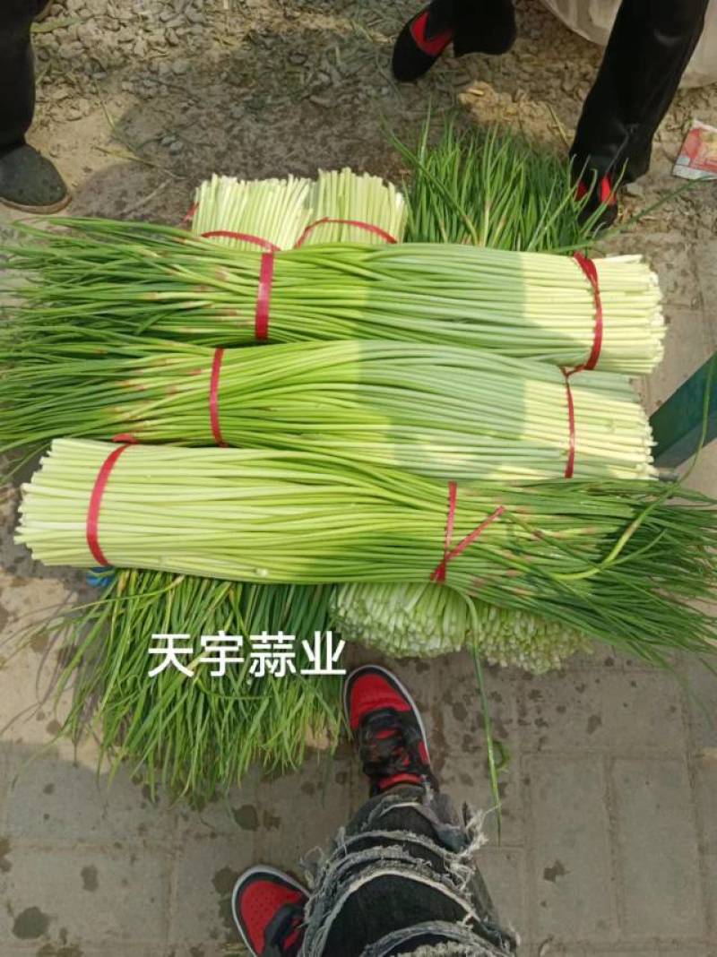 红帽蒜苔长度60-80干苔不泡水，对接.电商可视频看货