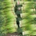 红帽蒜苔长度60-80干苔不泡水，对接.电商可视频看货