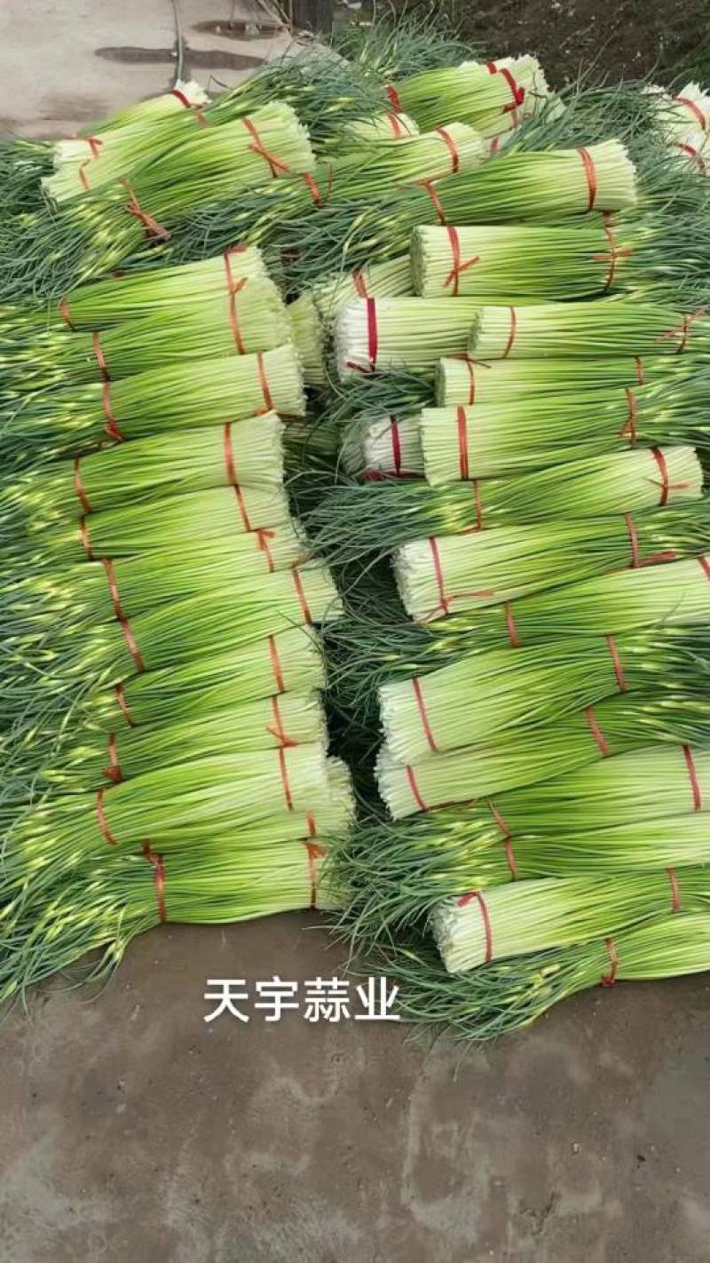 红帽蒜苔长度60-80干苔不泡水，对接.电商可视频看货