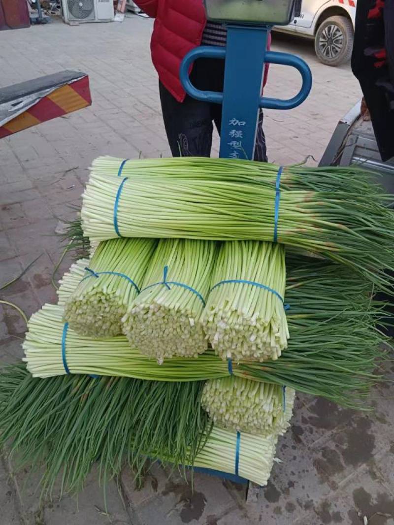 红帽蒜苔长度60-80干苔不泡水，对接.电商可视频看货