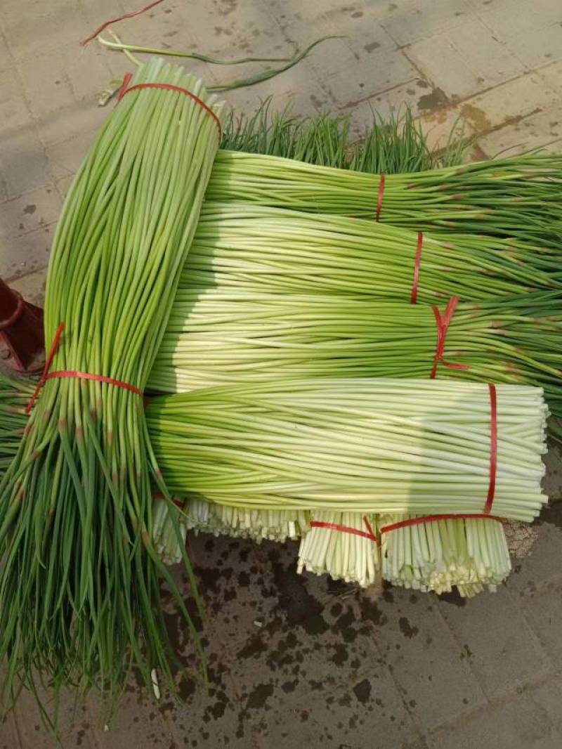 红帽蒜苔长度60-80干苔不泡水，对接.电商可视频看货