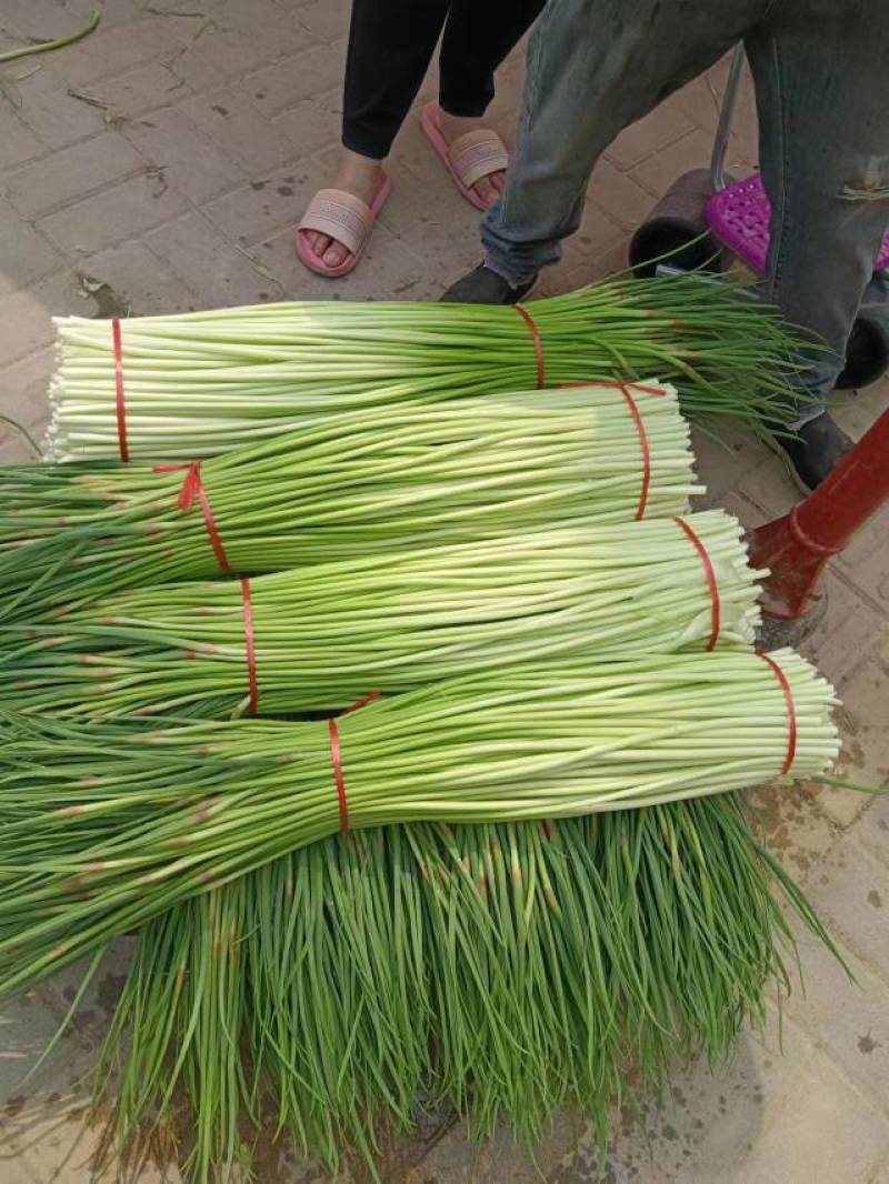 红帽蒜苔长度60-80干苔不泡水，对接.电商可视频看货