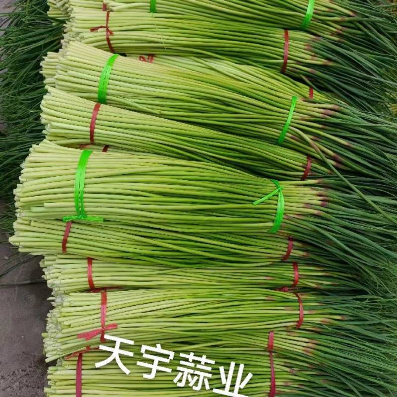红帽蒜苔长度60-80干苔不泡水，对接.电商可视频看货