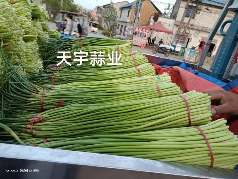 红帽蒜苔长度60-80干苔不泡水，对接.电商可视频看货