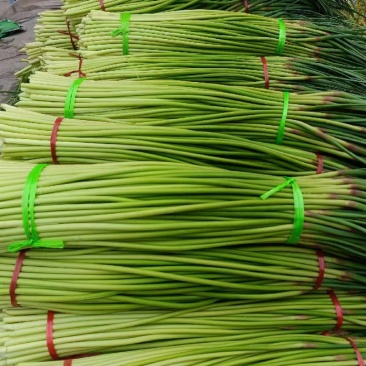 红帽蒜苔长度60-80干苔不泡水，对接.电商可视频看货