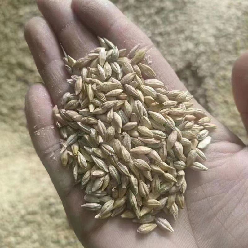 新出大麦，大量上市