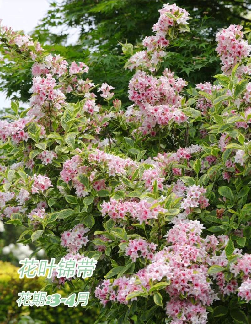 花叶锦带袋苗木本抗寒耐旱用于园林工程绿化全国都可发