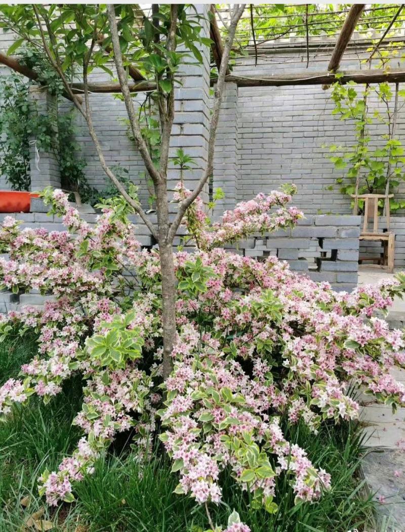 花叶锦带袋苗木本抗寒耐旱用于园林工程绿化全国都可发
