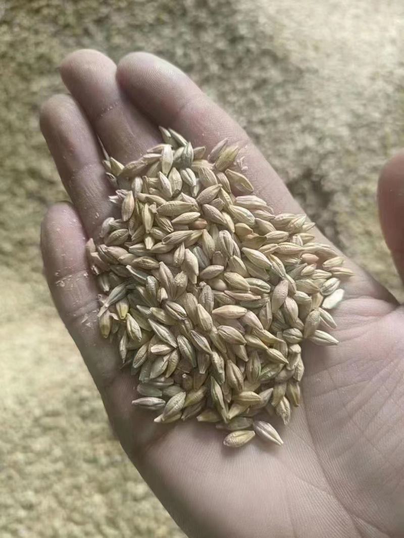 新出大麦，大量上市