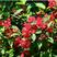 红王子锦带袋苗可用于园林工程绿化全国各地都可以发货