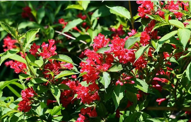 红王子锦带袋苗可用于园林工程绿化全国各地都可以发货