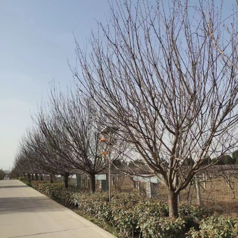 樱花