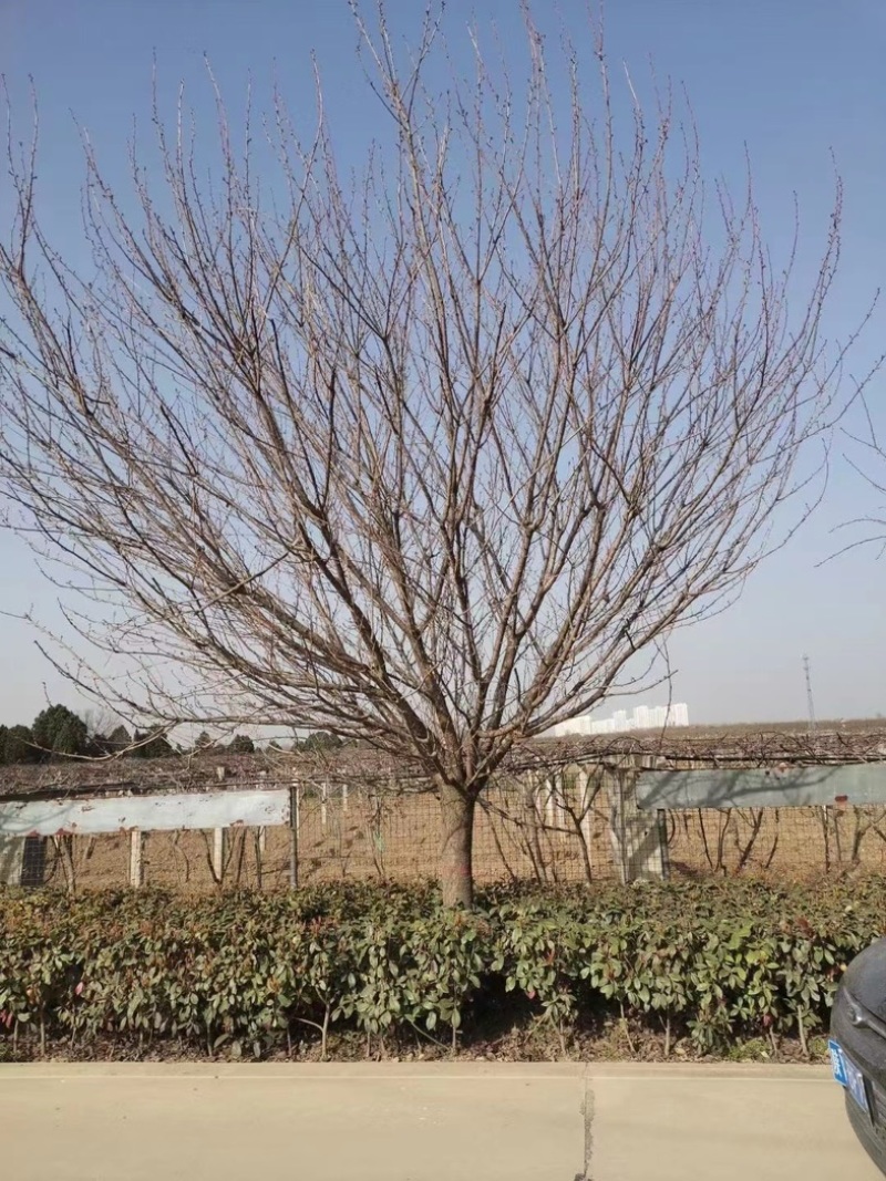 樱花