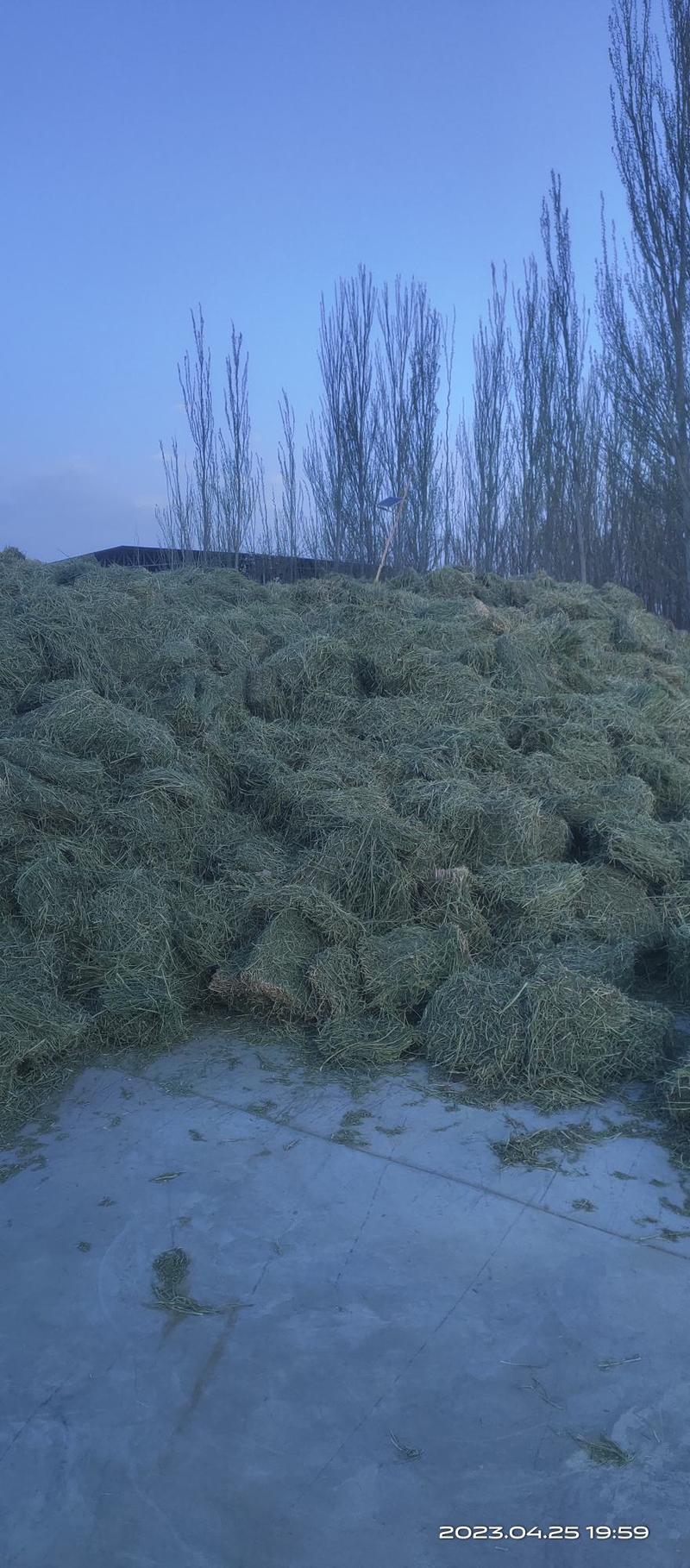 甘肃苜蓿草大捆甘肃苜蓿草种植基地玉门胜陇源草业加密包