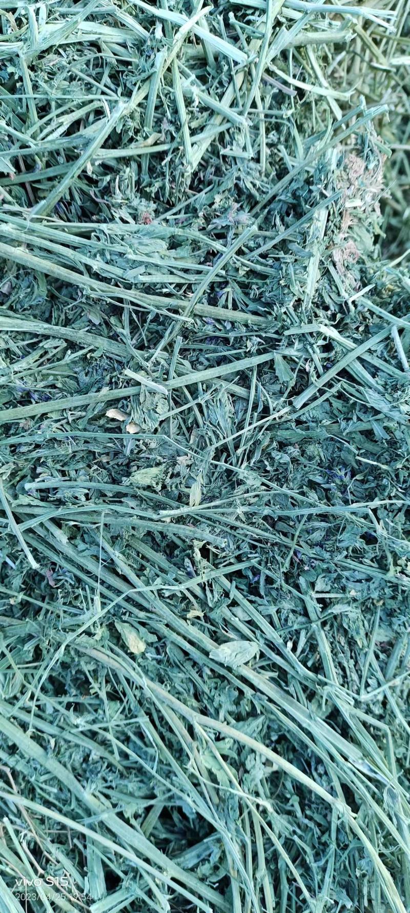 甘肃苜蓿草大捆甘肃苜蓿草种植基地玉门胜陇源草业加密包