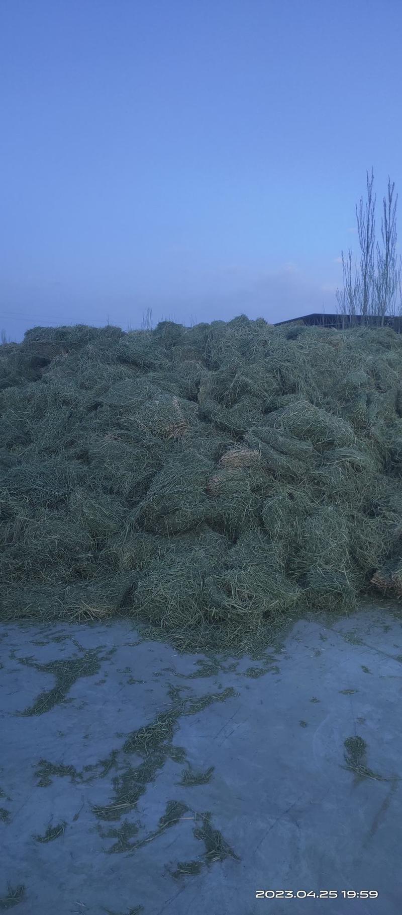 甘肃苜蓿草大捆甘肃苜蓿草种植基地玉门胜陇源草业加密包