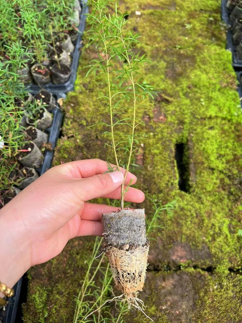 波罗尼种苗袋苗可接受零下五度种植全国各地都可发货
