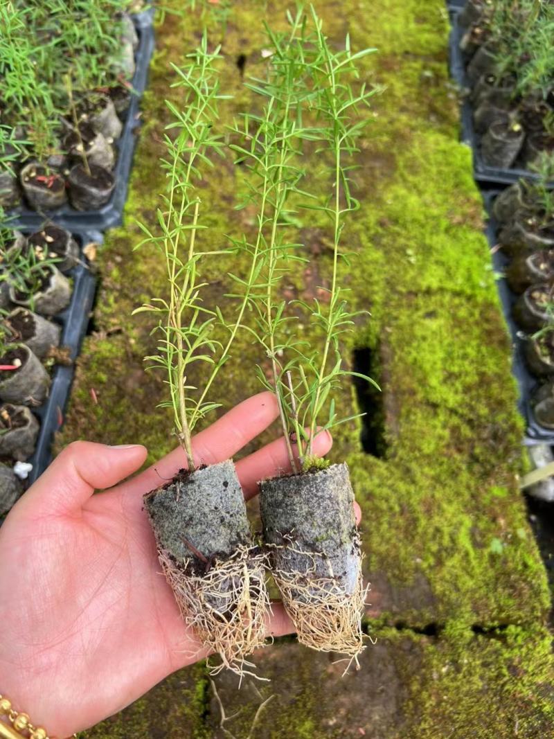 波罗尼种苗袋苗可接受零下五度种植全国各地都可发货