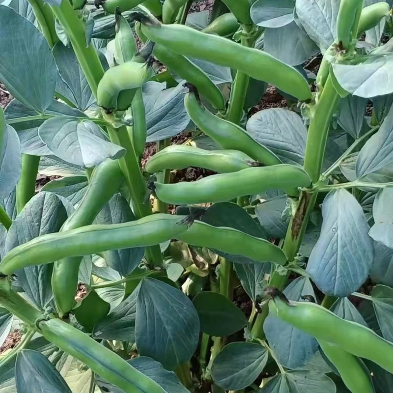 精品蚕豆，青豆和白蚕豆大量上市，货源充足，