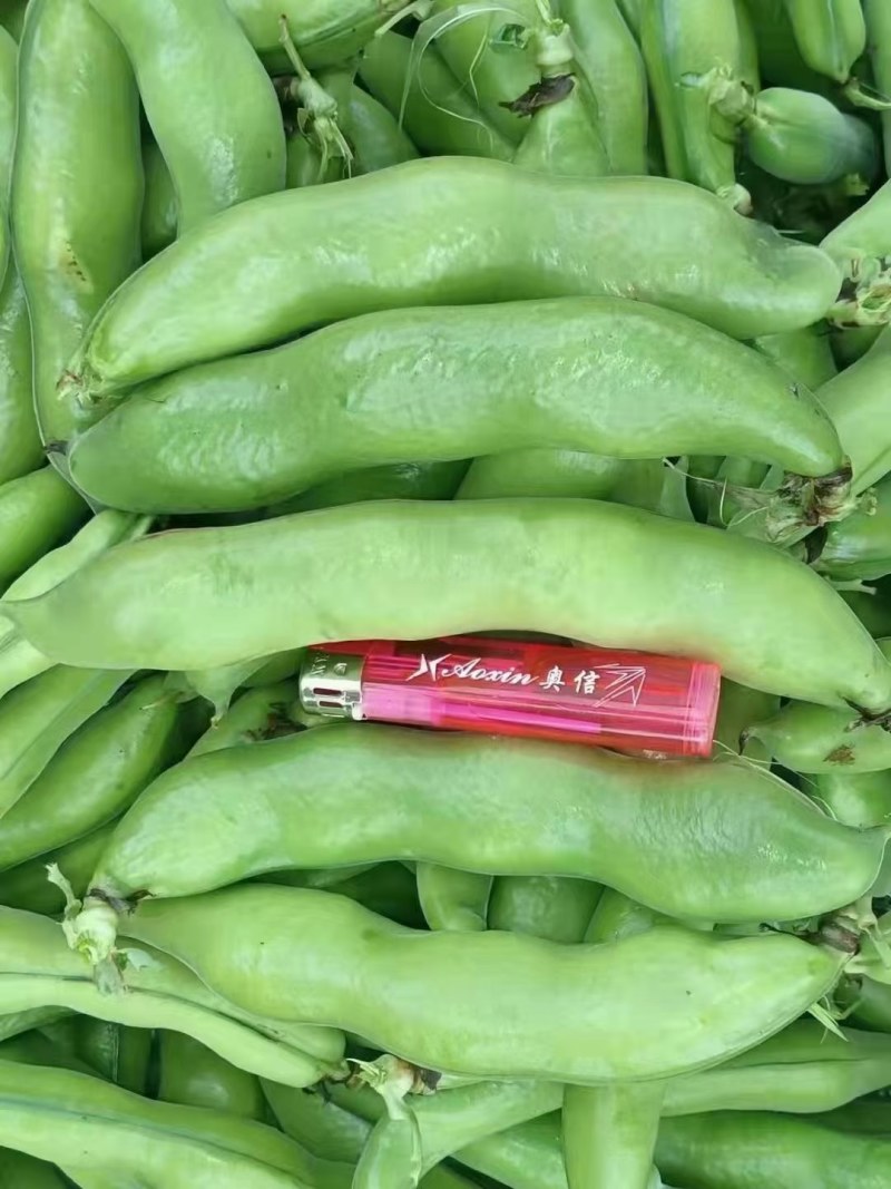 精品蚕豆，青豆和白蚕豆大量上市，货源充足，