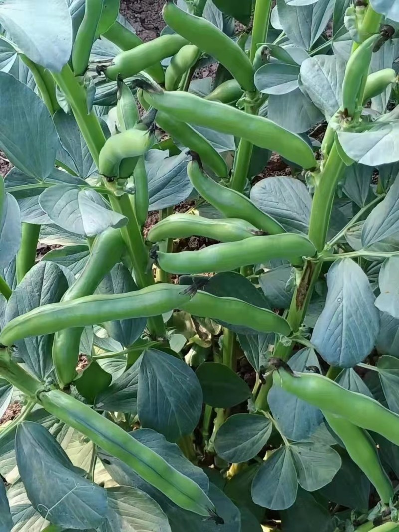 精品蚕豆，青豆和白蚕豆大量上市，货源充足，