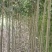 大叶女贞小苗，冬青当年苗，50公分，1米，1.5-2米