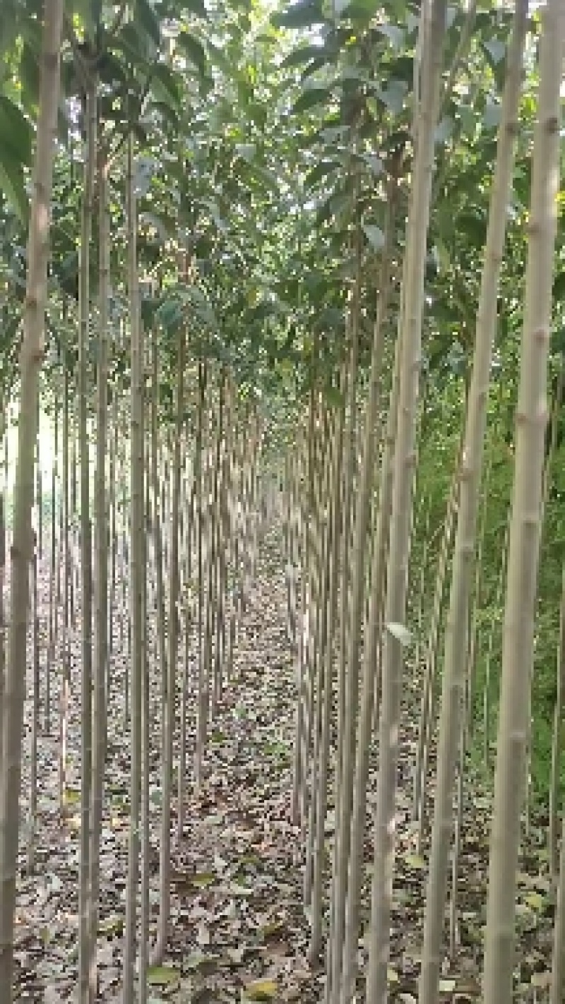 大叶女贞小苗，冬青当年苗，50公分，1米，1.5-2米