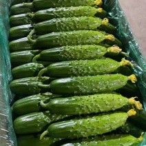 昌黎精品旱黄瓜大量上市价格美丽