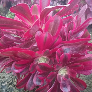 l多肉植物美杜莎大手捧，形态周正，可视频看货，低价出售