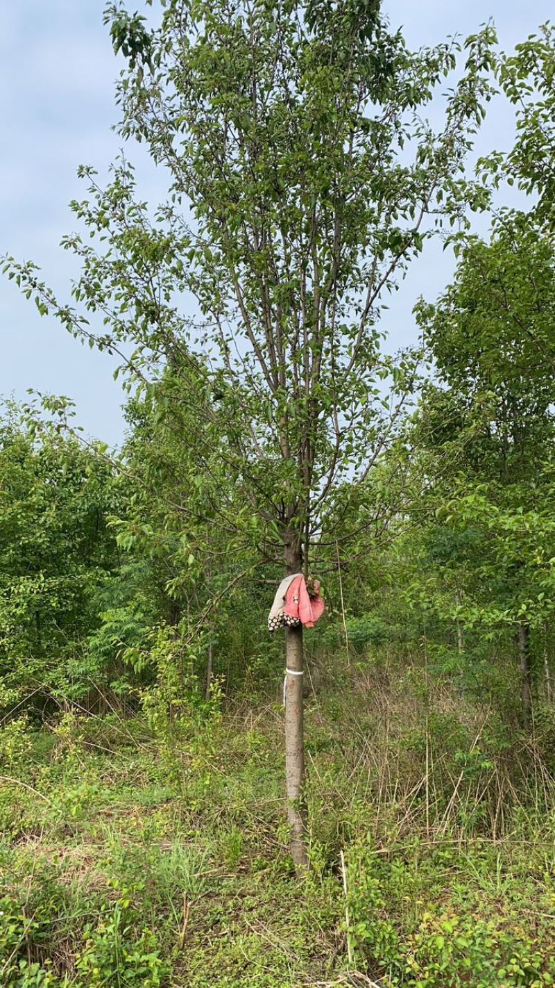 彩叶豆梨—苗圃清地处理，5–12公分大批量现货低价
