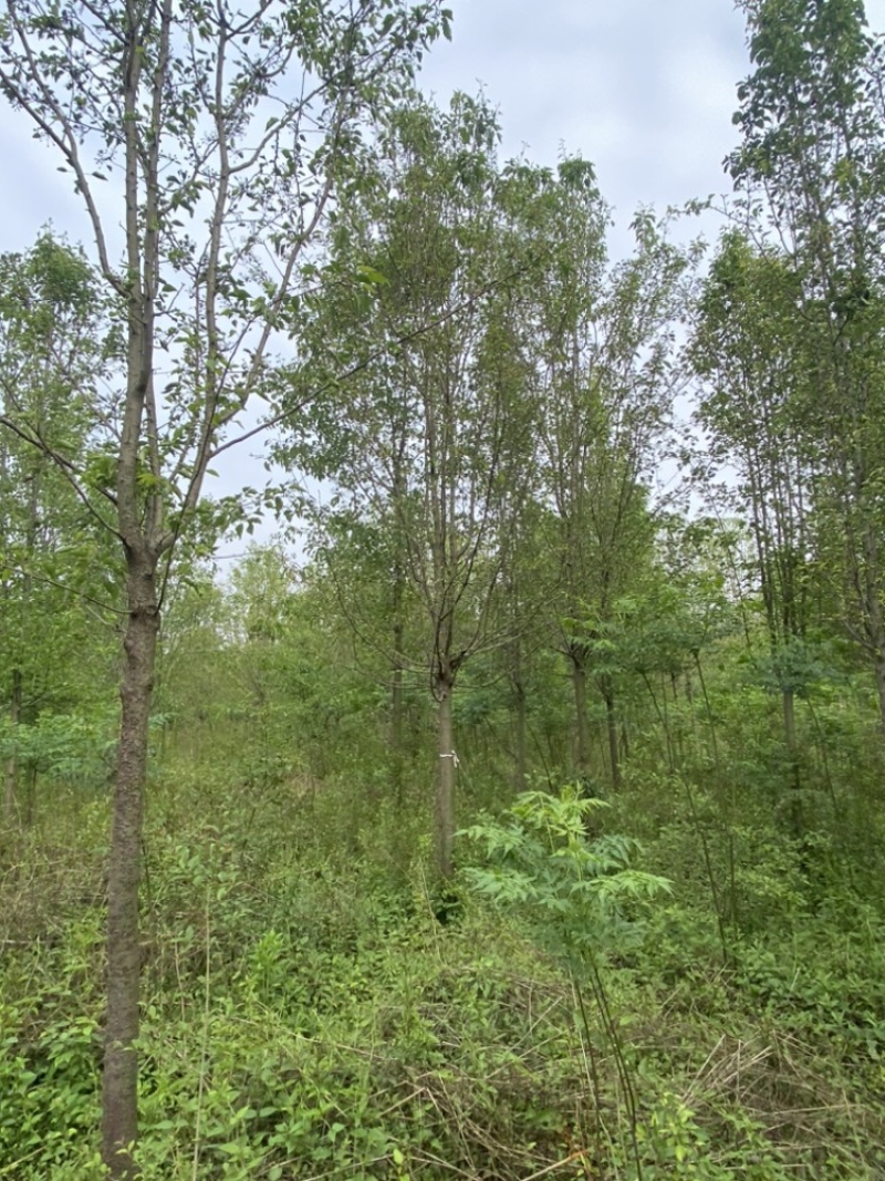 彩叶豆梨—苗圃清地处理，5–12公分大批量现货低价