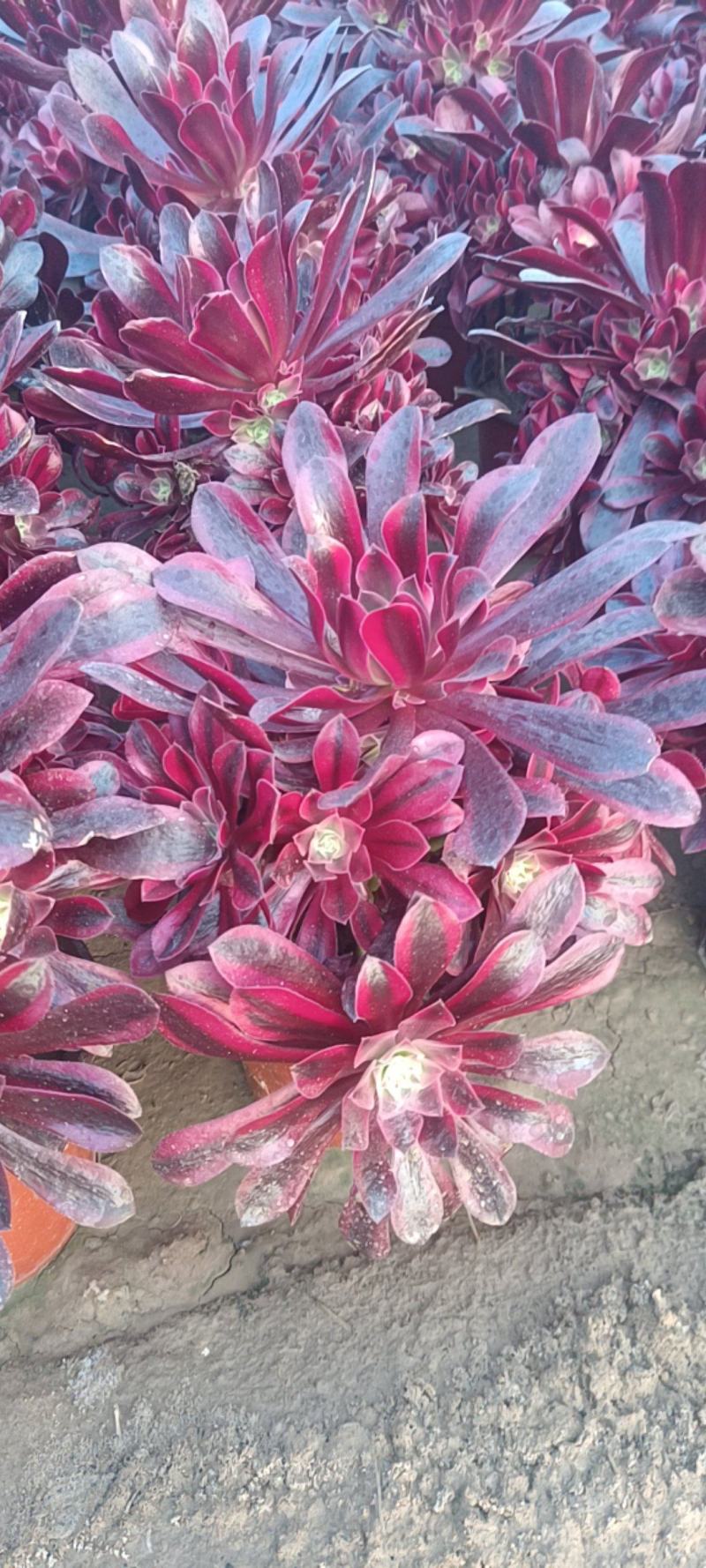 l多肉植物美杜莎大手捧，形态周正，可视频看货，低价出售