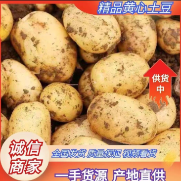 【热卖】精选黄皮黄心土豆万亩基地电商市场工厂货