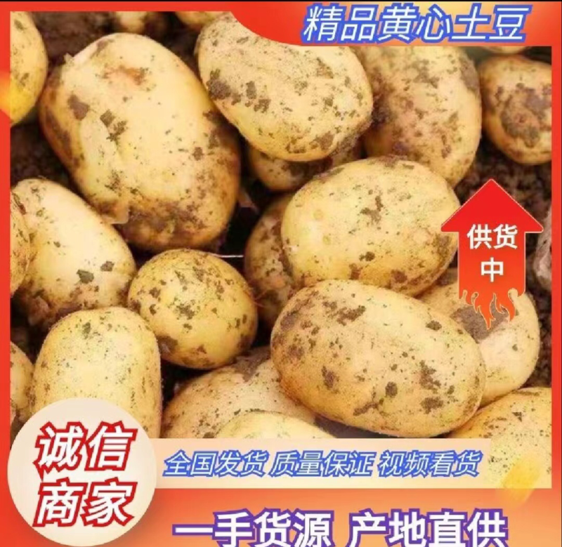 【热卖】精选黄皮黄心土豆万亩基地电商市场工厂货