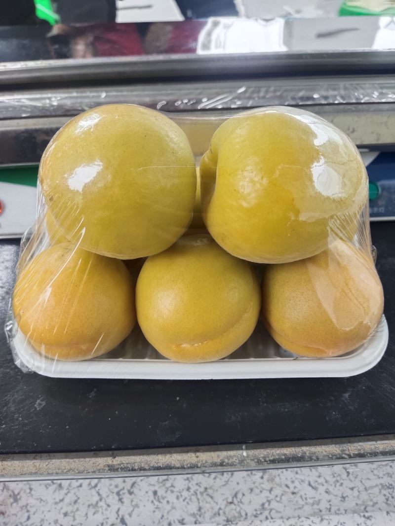 金太阳杏大量上市一手货源保证质量量大从优