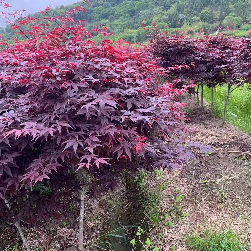 红枫3公分三季红枫中国红枫产地批发红枫漂亮