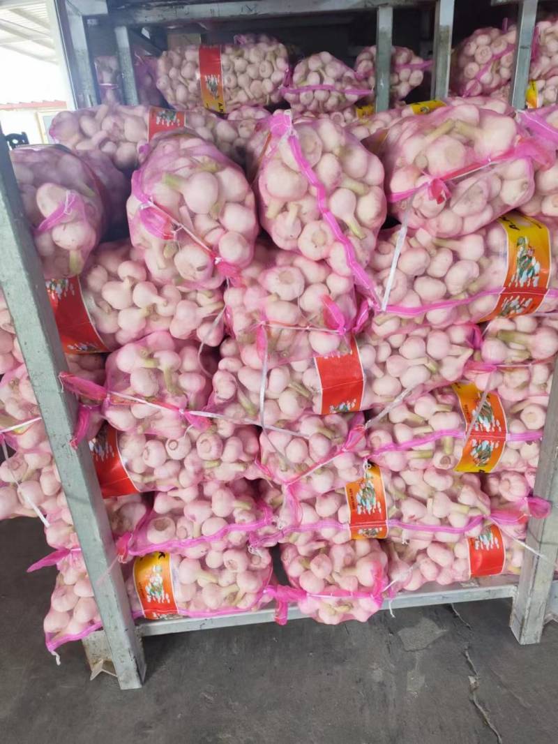 杞县早熟蒜，中熟蒜