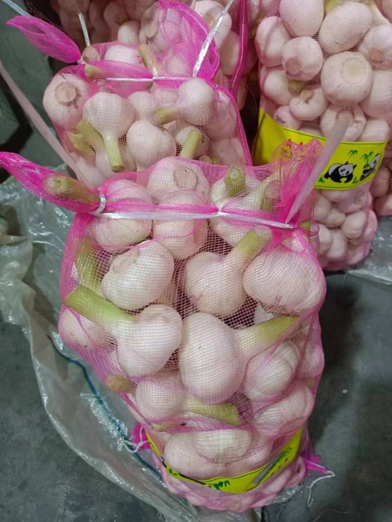 杞县早熟蒜，中熟蒜